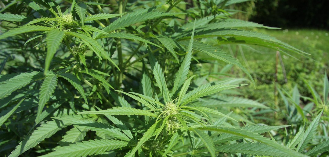 Disabili DOC – Cannabis